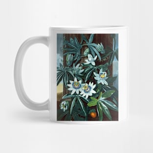 Blue Passion Flower 1799 Robert John Thornton Mug